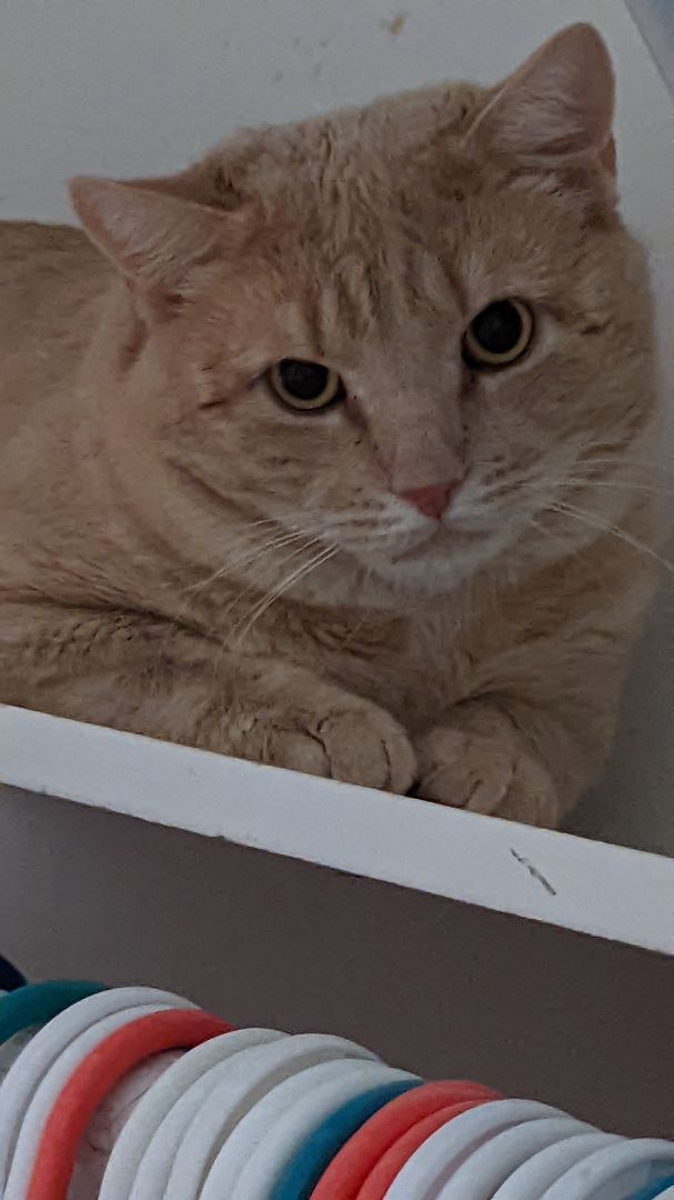 Enlarge YVES, a Adoptable Domestic Short Hair in San Diego, CA image 1/11