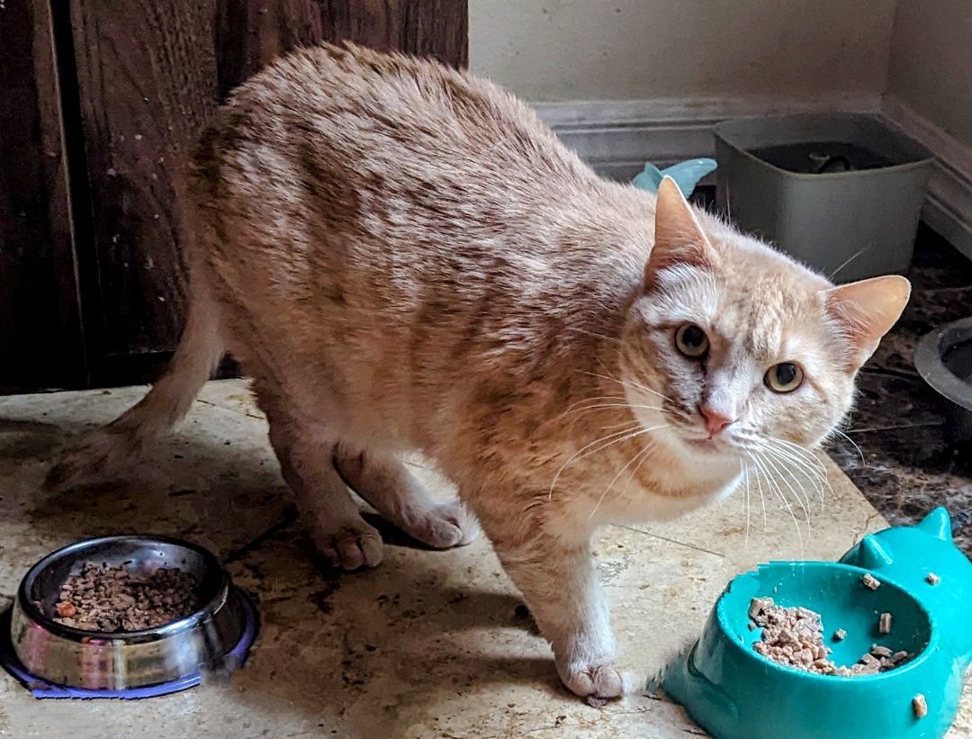 Enlarge YVES, a Adoptable Domestic Short Hair in San Diego, CA image 2/11