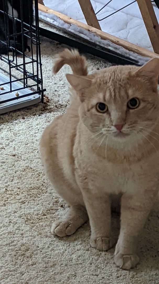 Enlarge YVES, a Adoptable Domestic Short Hair in San Diego, CA image 3/11