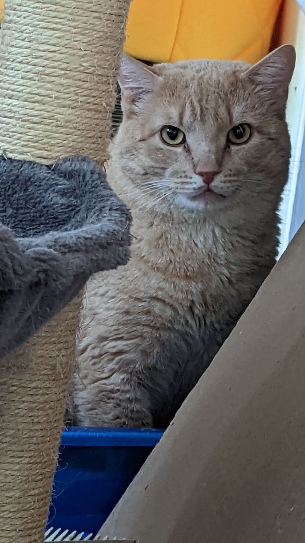 Enlarge YVES, a Adoptable Domestic Short Hair in San Diego, CA image 4/11