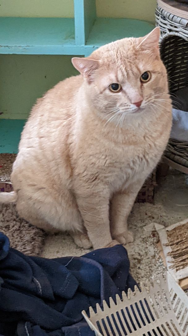 Enlarge YVES, a Adoptable Domestic Short Hair in San Diego, CA image 5/11