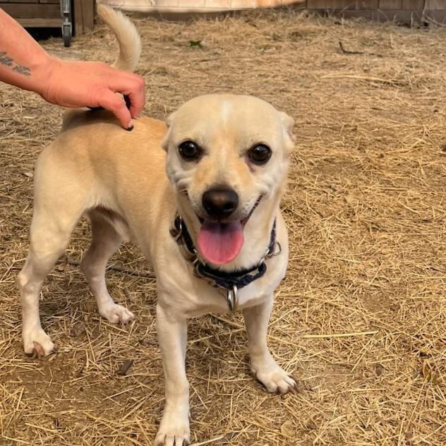 Casper, Adoptable, Adult Male Mixed Breed.