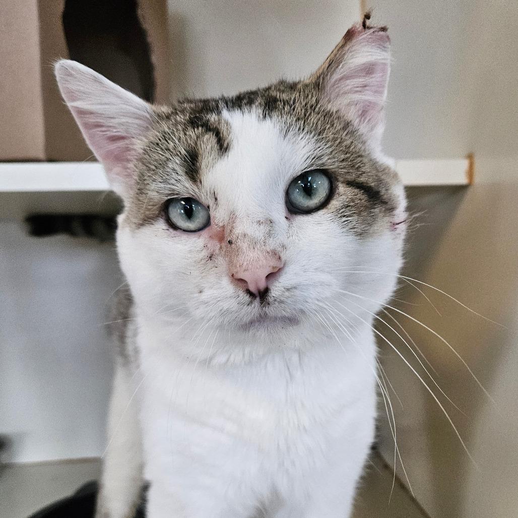 Enlarge Sydney, a Adoptable Domestic Short Hair in Idaho Falls, ID image 1/4