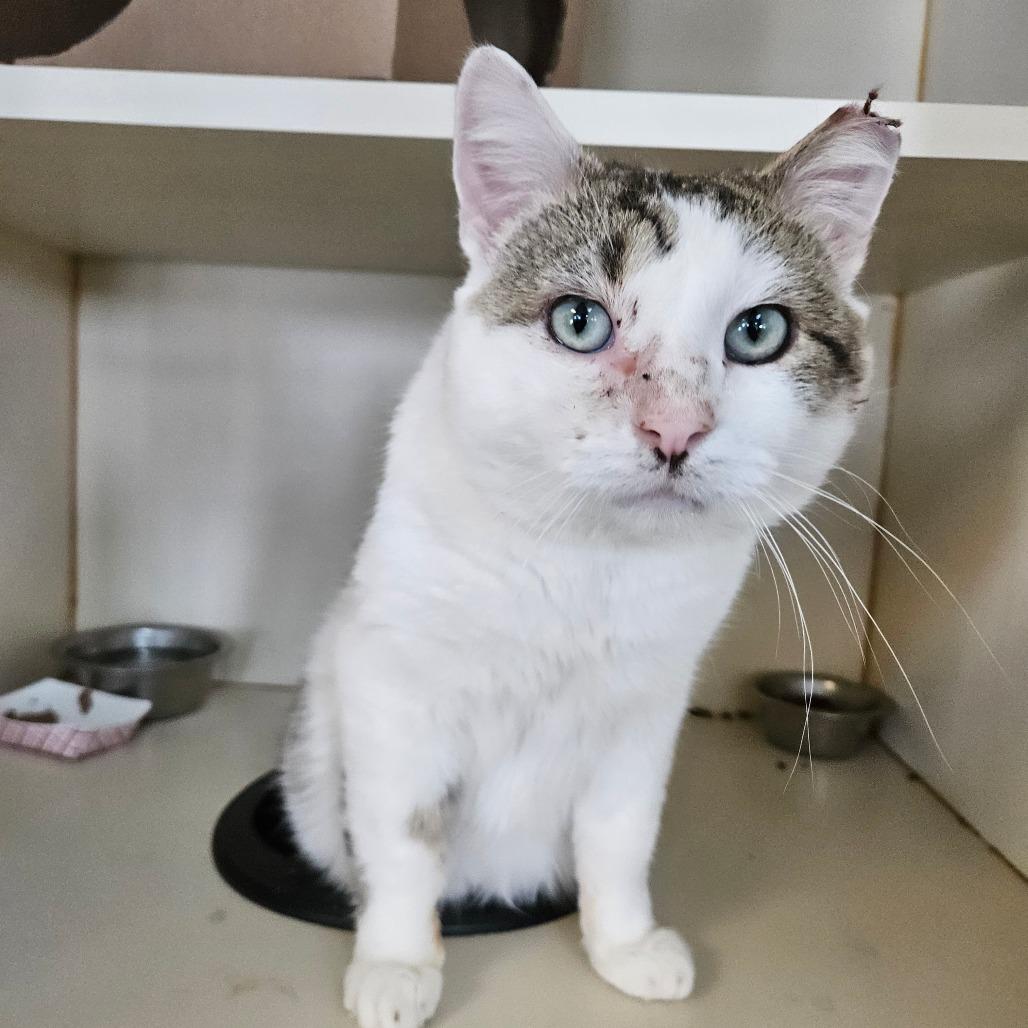 Enlarge Sydney, a Adoptable Domestic Short Hair in Idaho Falls, ID image 2/4