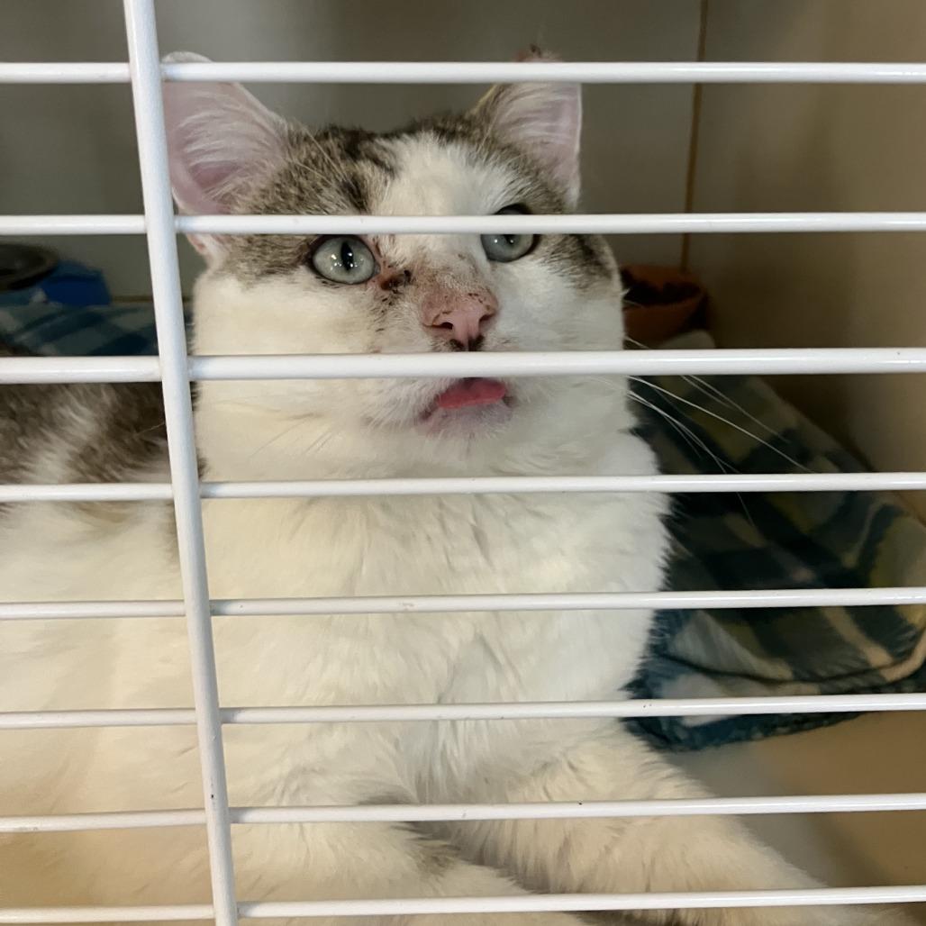 Enlarge Sydney, a Adoptable Domestic Short Hair in Idaho Falls, ID image 3/4