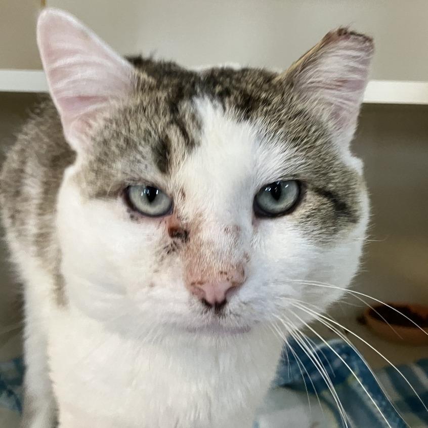 Enlarge Sydney, a Adoptable Domestic Short Hair in Idaho Falls, ID image 4/4