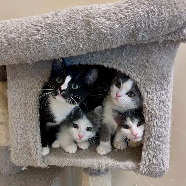 Mary Shelley, Adoptable, Kitten Female Domestic Medium Hair.