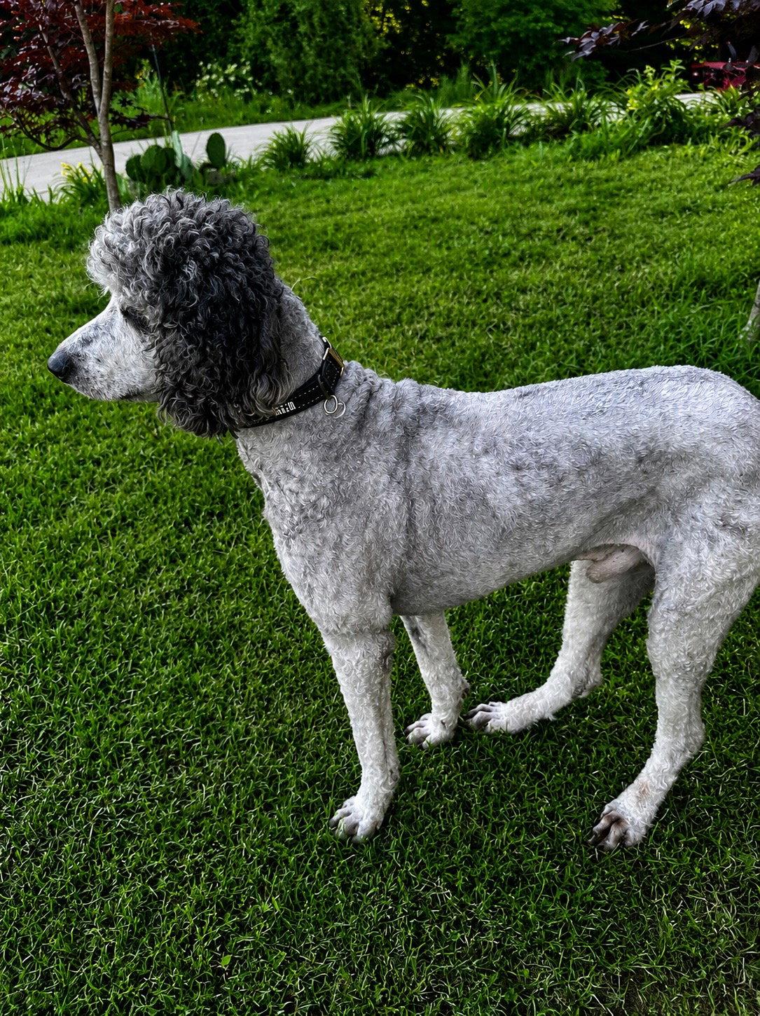Sebastian, a Adopted Standard Poodle in Nashville, TN image 1/2