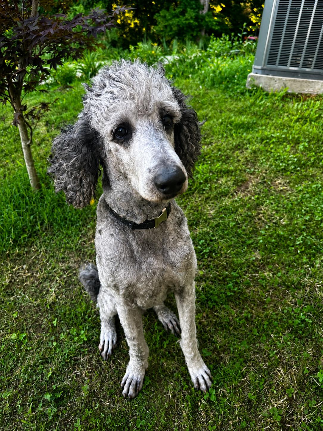 Sebastian, a Adopted Standard Poodle in Nashville, TN image 2/2