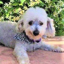 Paulie #372, a Adopted mixed breed in Placentia, CA image 1/2