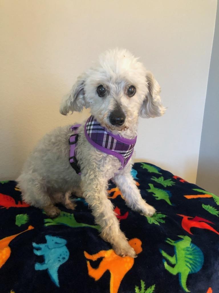 Paulie #372, a Adopted mixed breed in Placentia, CA image 2/2