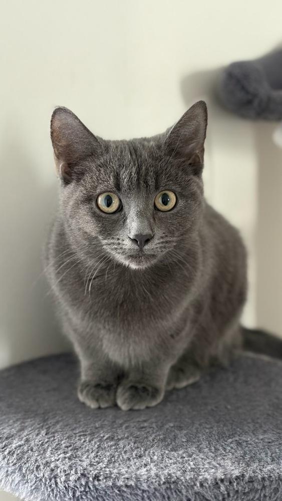 Gracie, Adoptable, Kitten Female Domestic Short Hair.