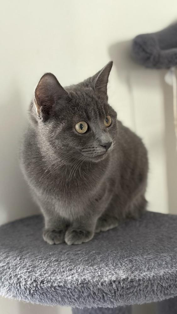 Gracie, a Adoptable Domestic Short Hair in Kinston, NC image 2/2