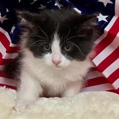 Enlarge Kinky Boots, an adopted Domestic Medium Hair in Green Valley, AZ image 5/5