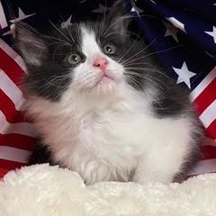Enlarge Kinky Boots, an adopted Domestic Medium Hair in Green Valley, AZ image 3/5