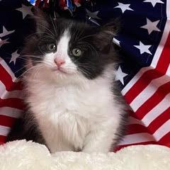 Enlarge Kinky Boots, an adopted Domestic Medium Hair in Green Valley, AZ image 2/5