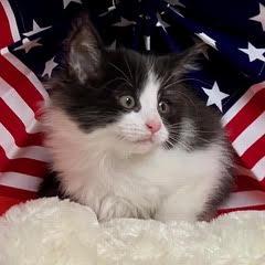 Enlarge Kinky Boots, an adopted Domestic Medium Hair in Green Valley, AZ image 4/5