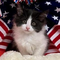 Enlarge Kinky Boots, an adopted Domestic Medium Hair in Green Valley, AZ image 1/5