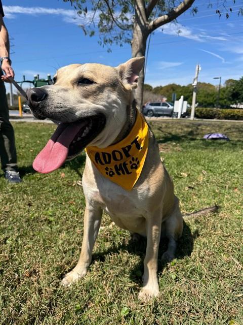 Enlarge JAX, a Adoptable mixed breed in Miami, FL image 1/1