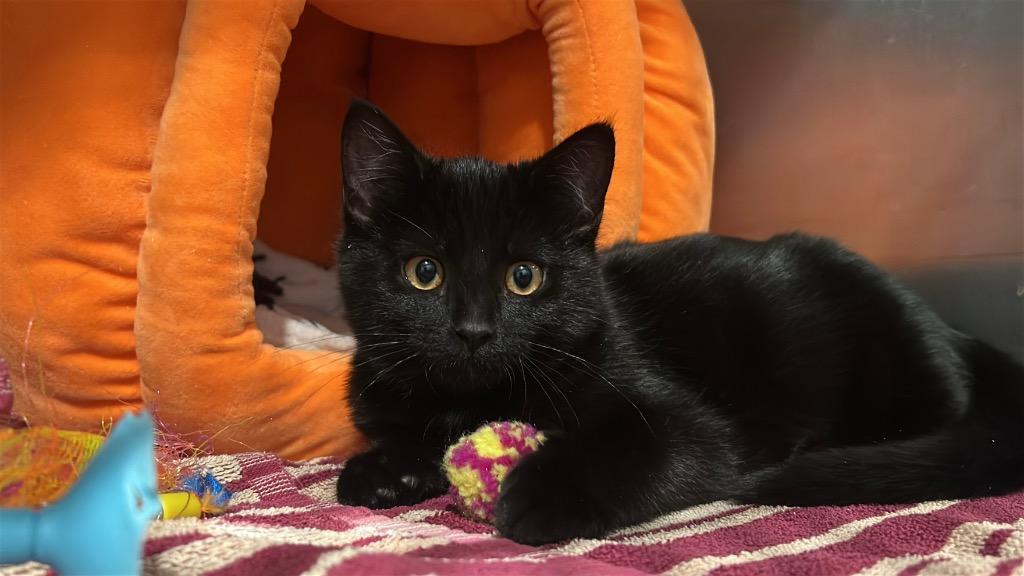 Mia1 Pepper, Adoptable, Kitten Female Domestic Medium Hair.