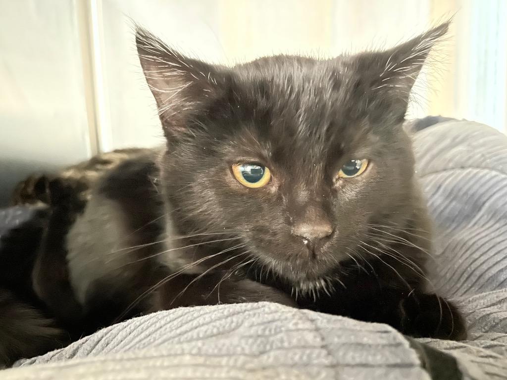 Mia1 Pepper, Adoptable, Kitten Female Domestic Medium Hair.