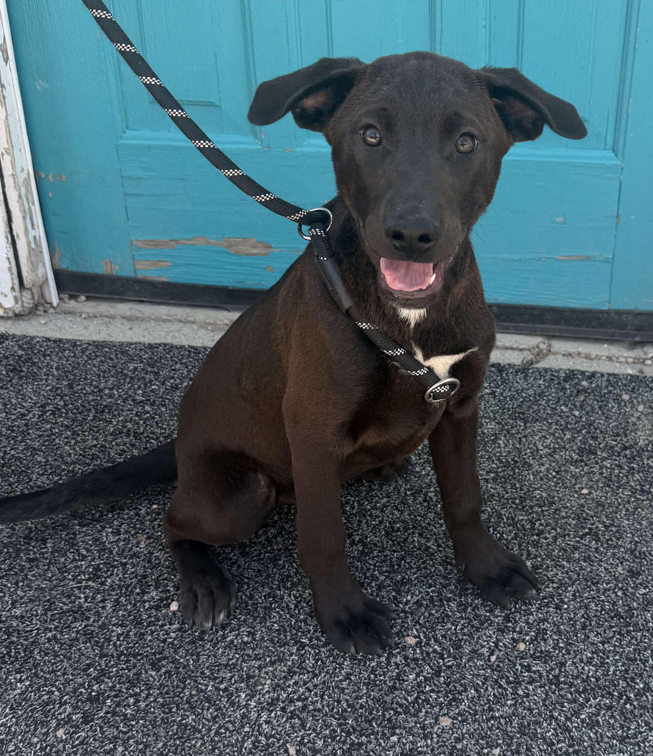 Enlarge 377-26, a ADOPTABLE mixed breed in Brighton, CO image 1/1