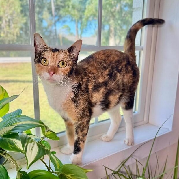 Cleopatra Bonfire, Adoptable, Adult Female Domestic Short Hair & Calico.