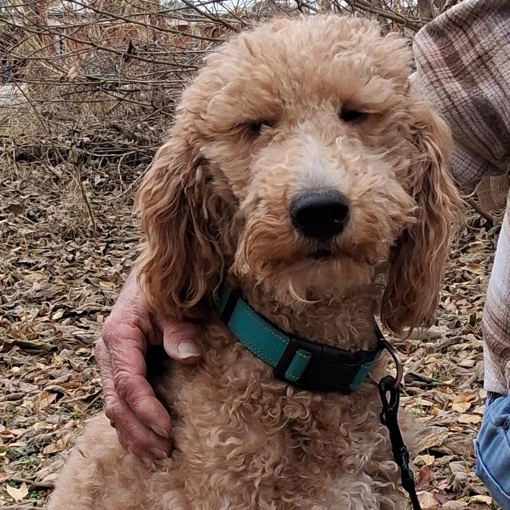 Enlarge Ollie, an adoption pending Goldendoodle in Yukon, OK image 1/2