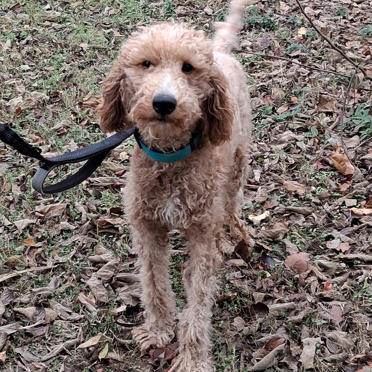 Enlarge Ollie, an adoption pending Goldendoodle in Yukon, OK image 2/2