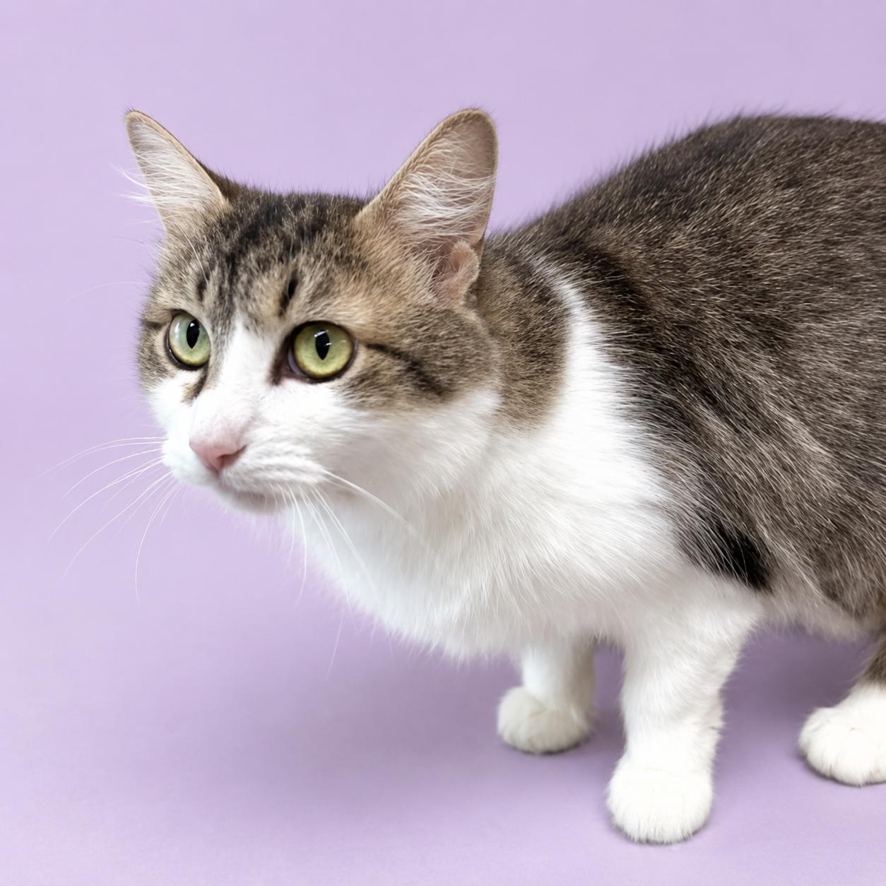 Flossie, a ADOPTABLE mixed breed in Long Beach, WA image 1/4