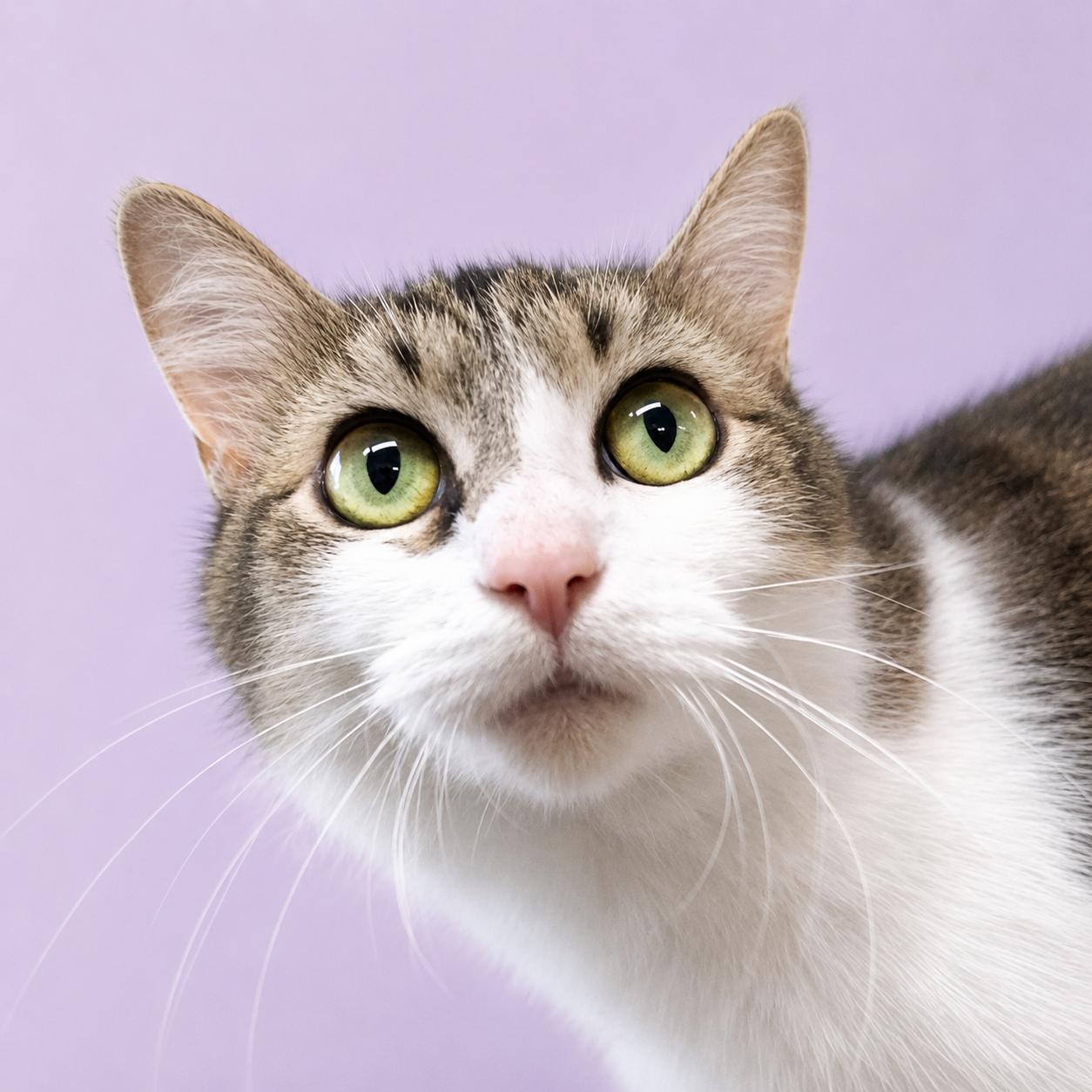 Flossie, a ADOPTABLE mixed breed in Long Beach, WA image 2/4