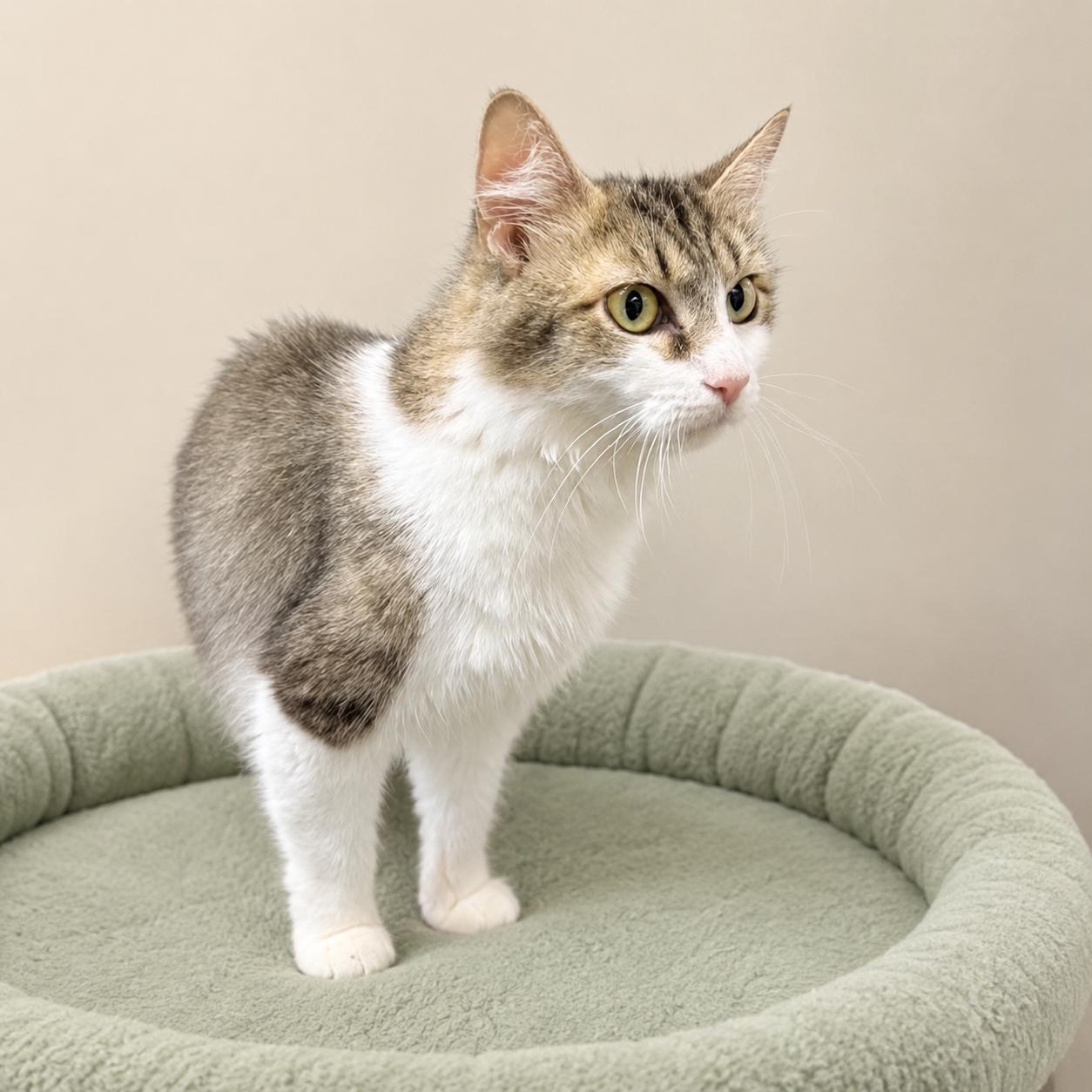 Flossie, a ADOPTABLE mixed breed in Long Beach, WA image 3/4