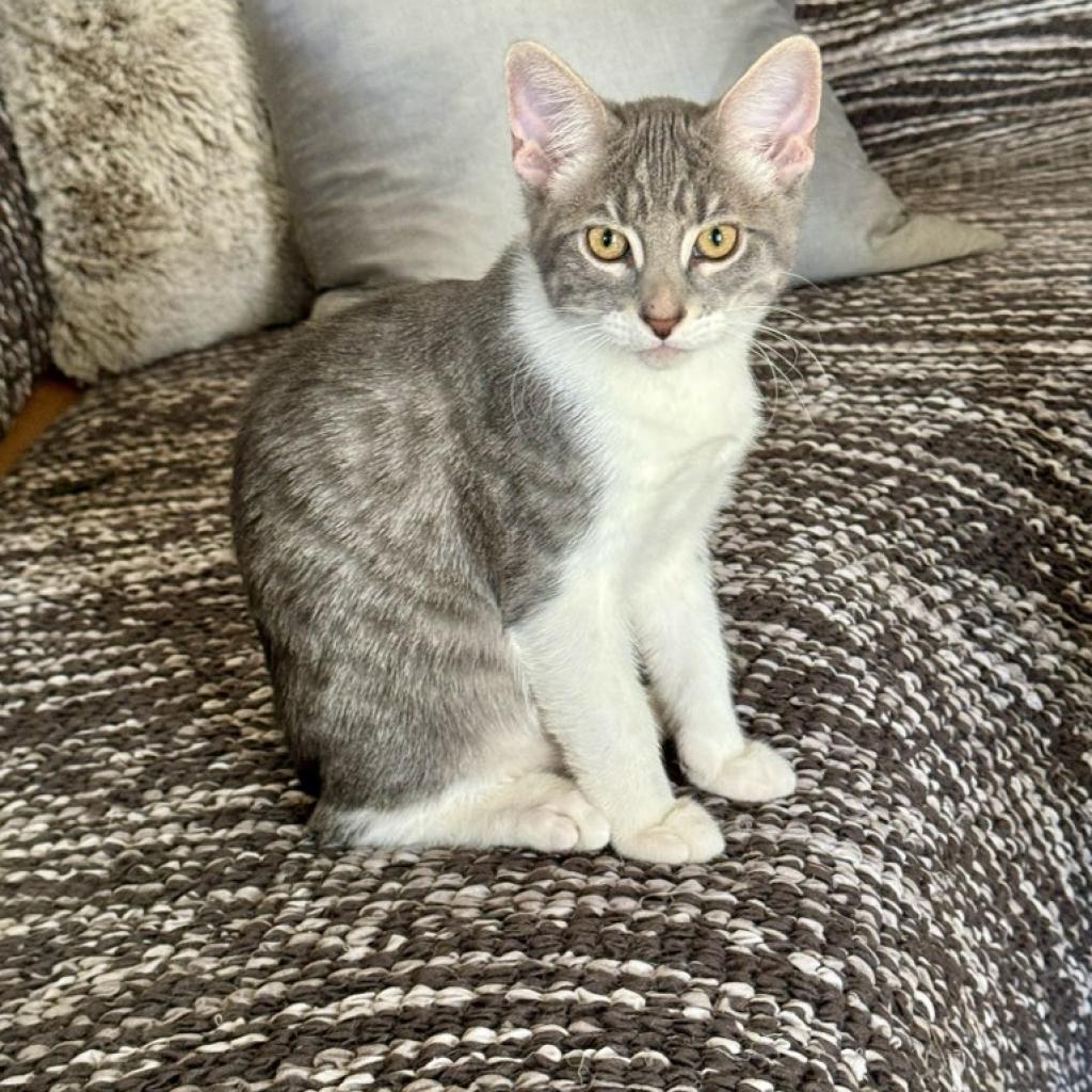 Sir, Adoptable, Adult Male Domestic Short Hair.
