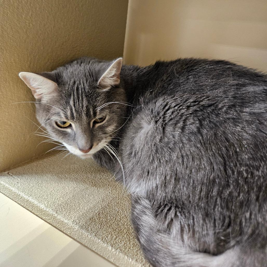 Enlarge Sir, a Adoptable Domestic Short Hair in Las Vegas, NV image 2/2