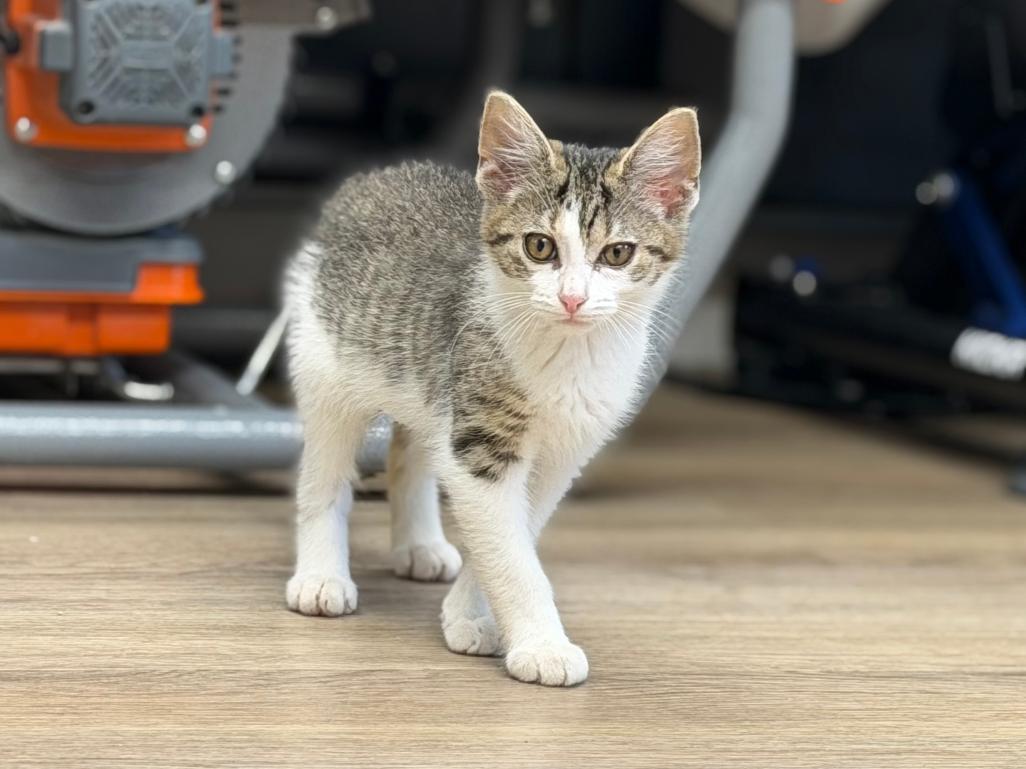 Mia, adopted, Kitten Female Domestic Short Hair.