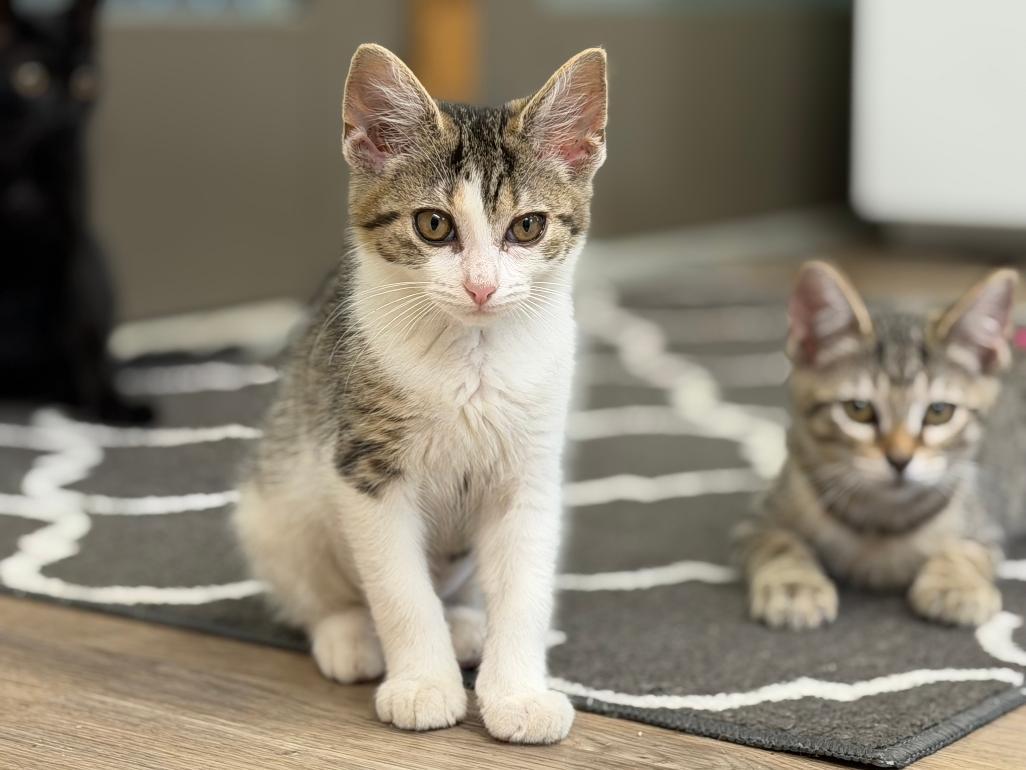 Mia, an adopted Domestic Short Hair in Grove City, OH image 3/3