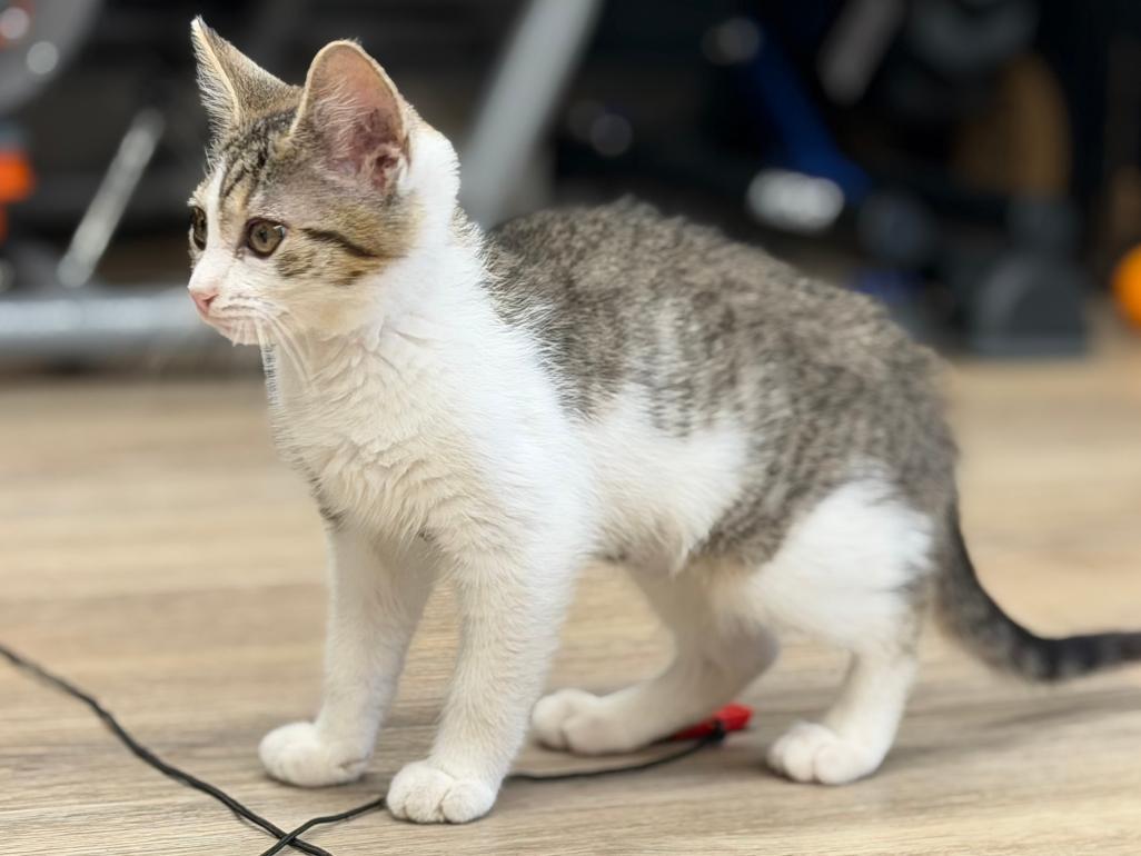 Mia, an adopted Domestic Short Hair in Grove City, OH image 2/3