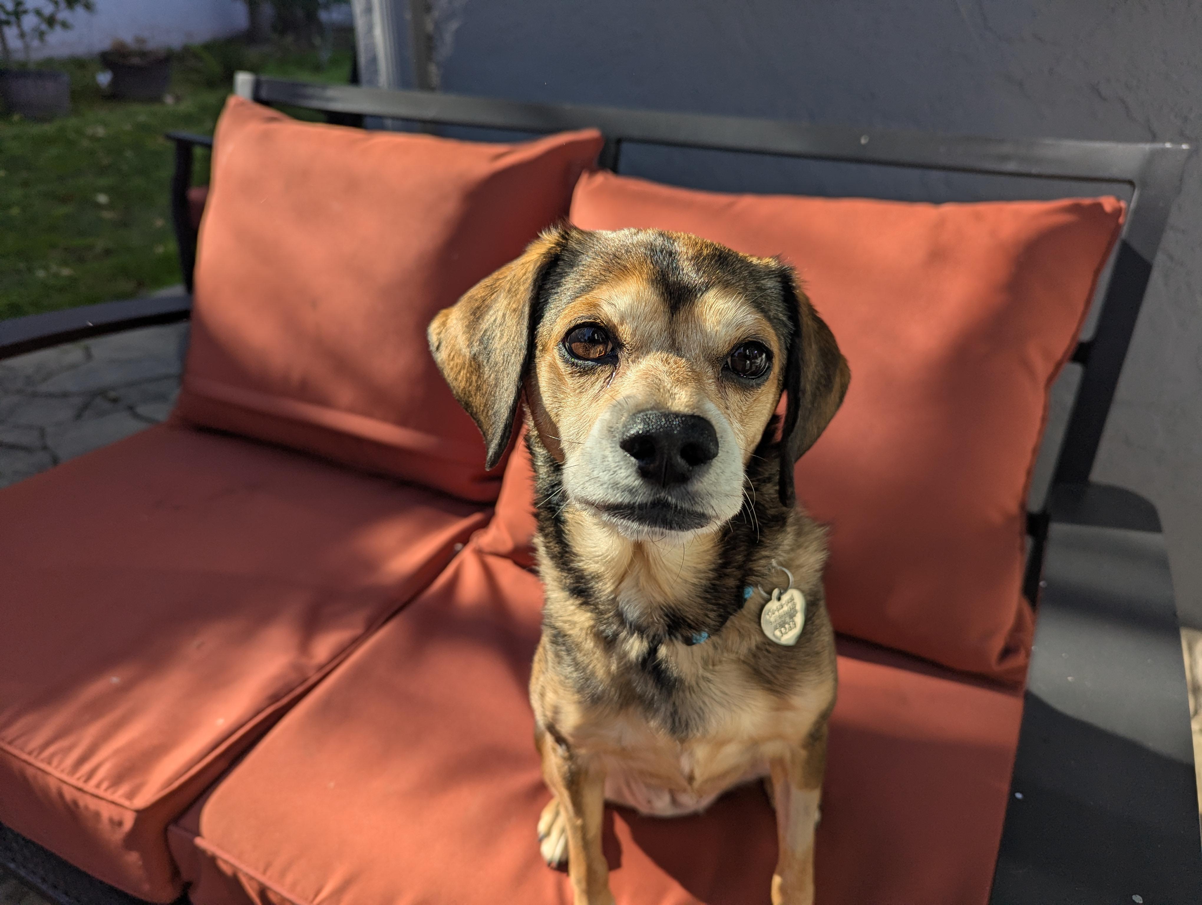 Sophie, Adoptable, Young Female Beagle.