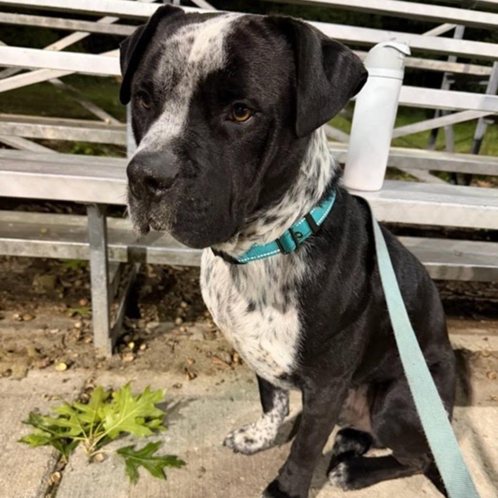 Gordie, Adoptable, Adult Male Mixed Breed.
