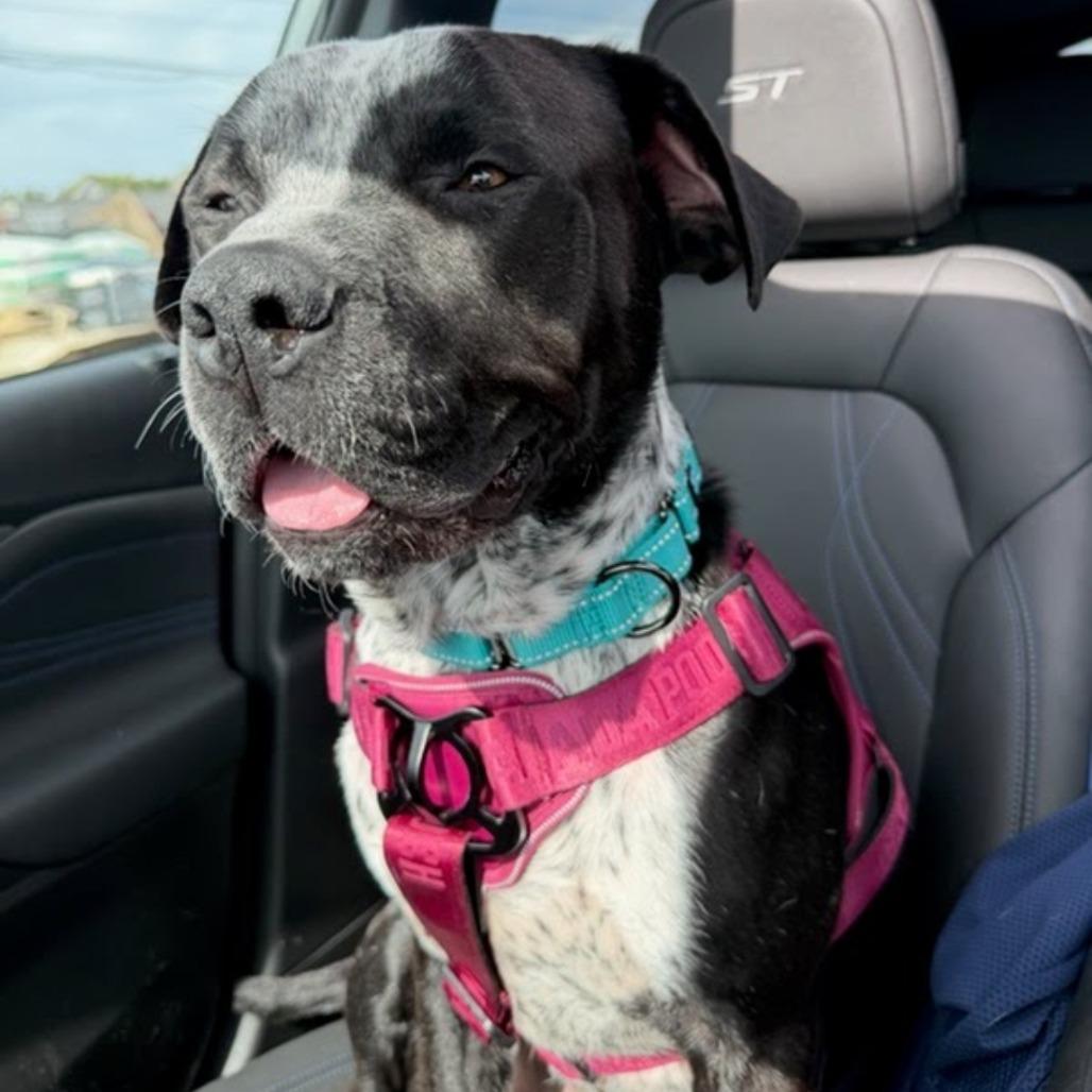 Enlarge Gordie, a Adoptable Mixed Breed in Northville, MI image 2/6
