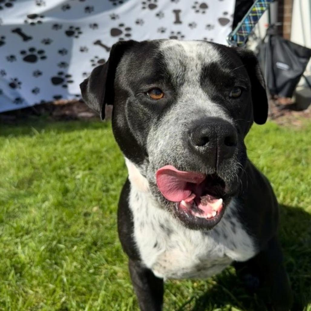 Enlarge Gordie, a Adoptable Mixed Breed in Northville, MI image 3/6