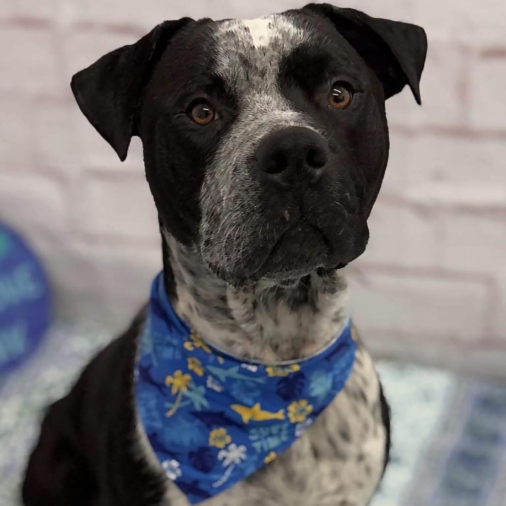 Enlarge Gordie, a Adoptable Mixed Breed in Northville, MI image 4/6