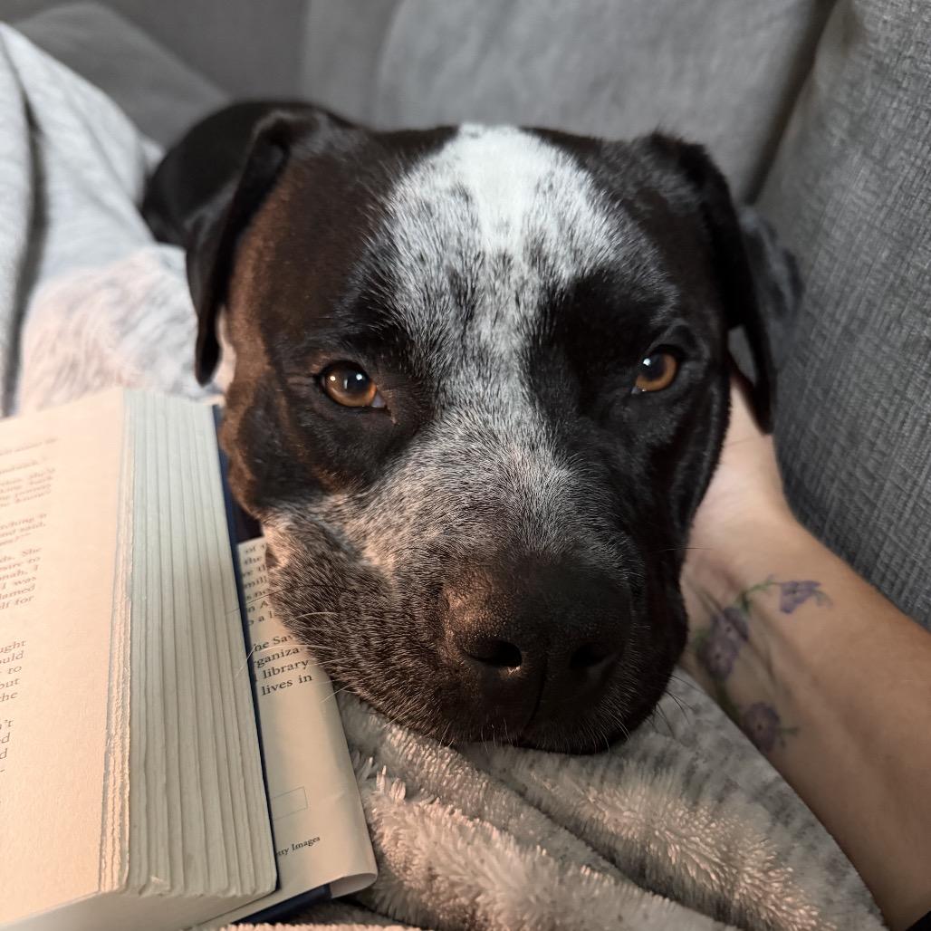 Enlarge Gordie, a Adoptable Mixed Breed in Northville, MI image 5/6