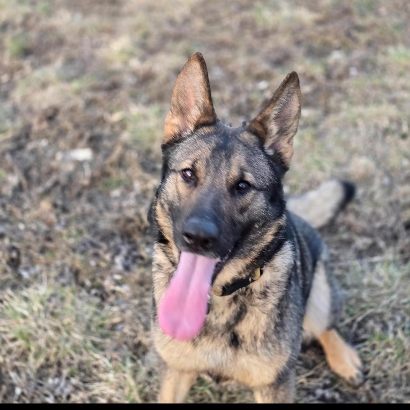 Enlarge Kirby, a Adoptable German Shepherd Dog in Greenwood, IN image 1/1