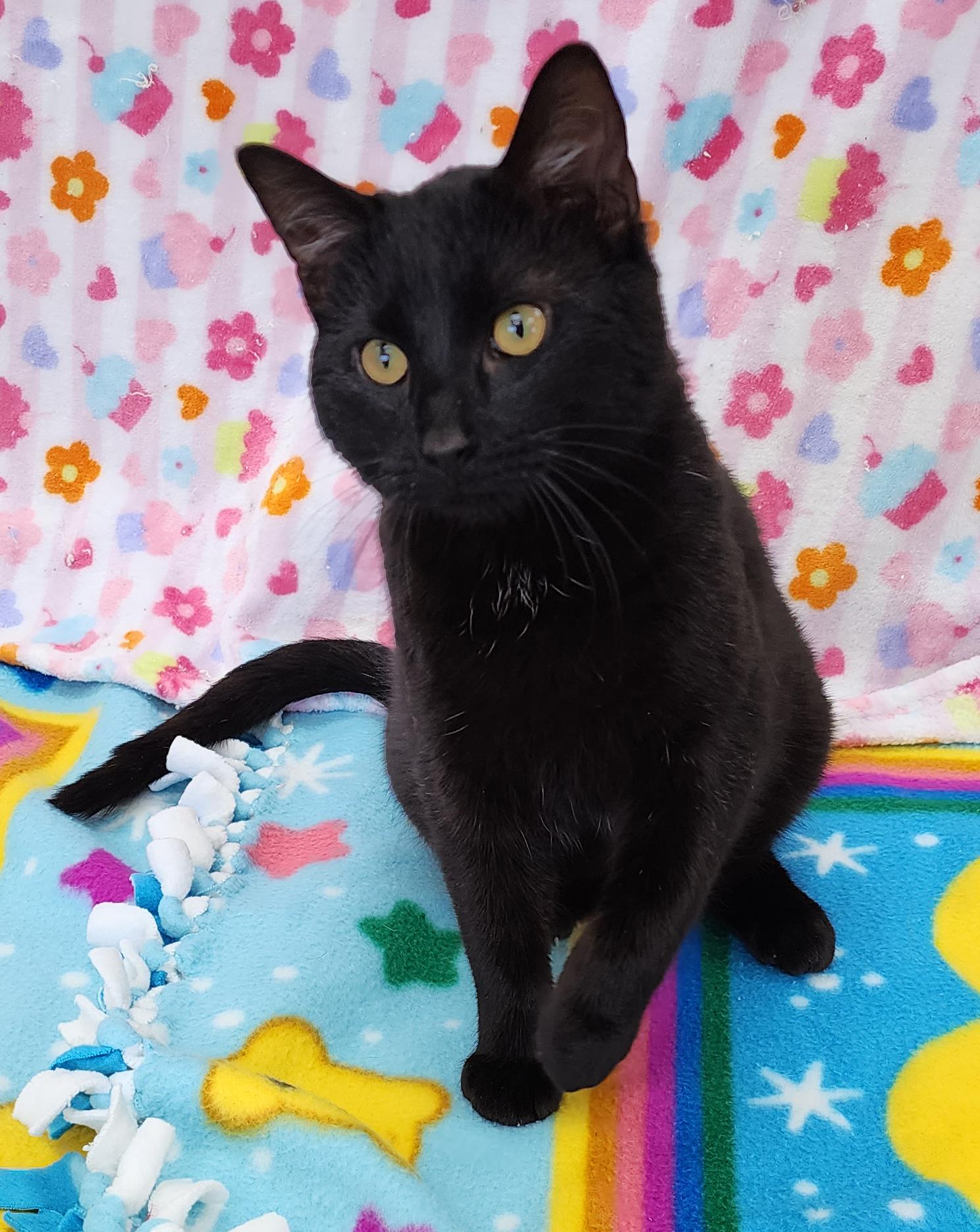 Enlarge Bart, an adopted Domestic Short Hair in Neillsville, WI image 5/6