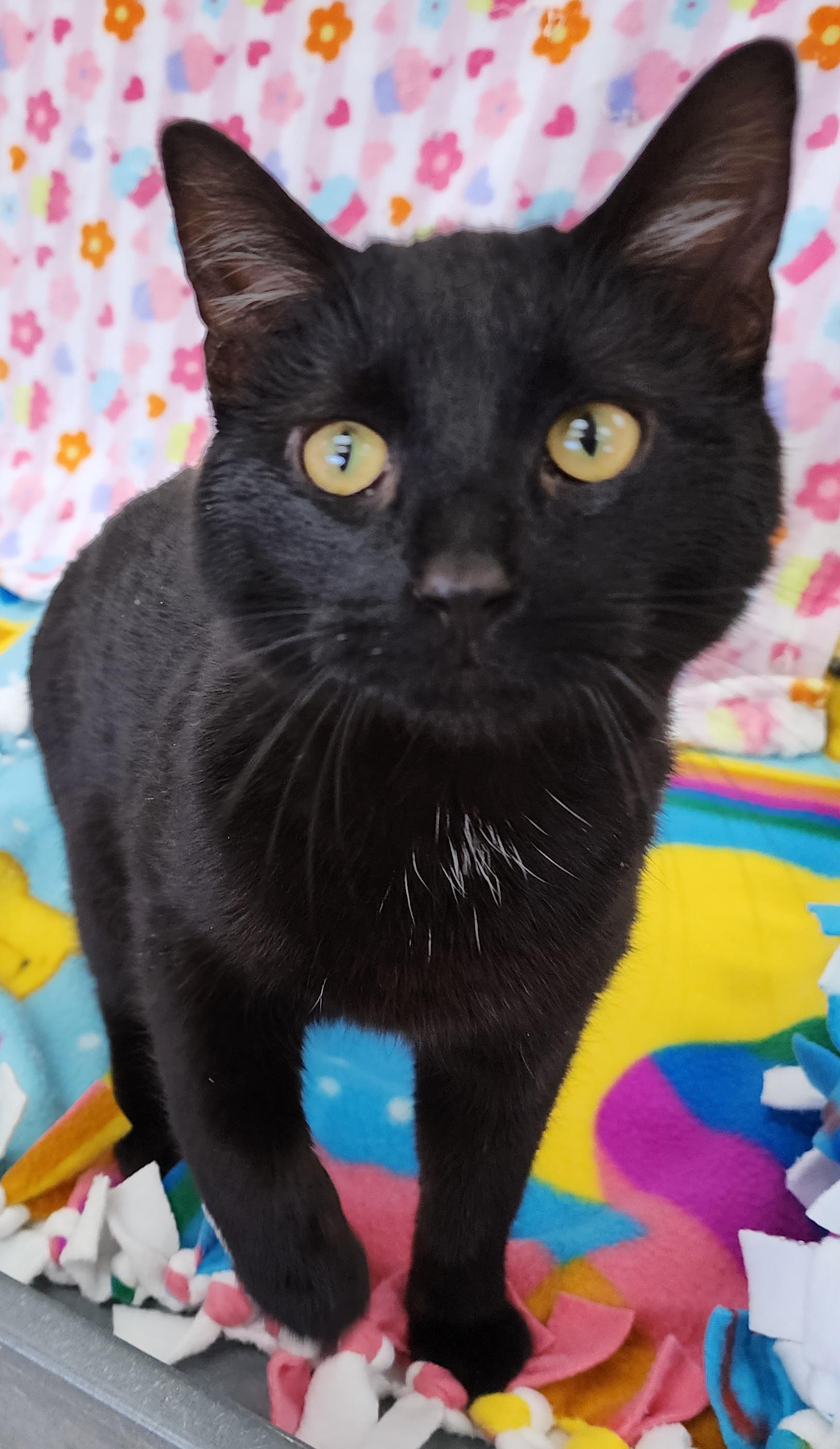 Enlarge Bart, an adopted Domestic Short Hair in Neillsville, WI image 3/6