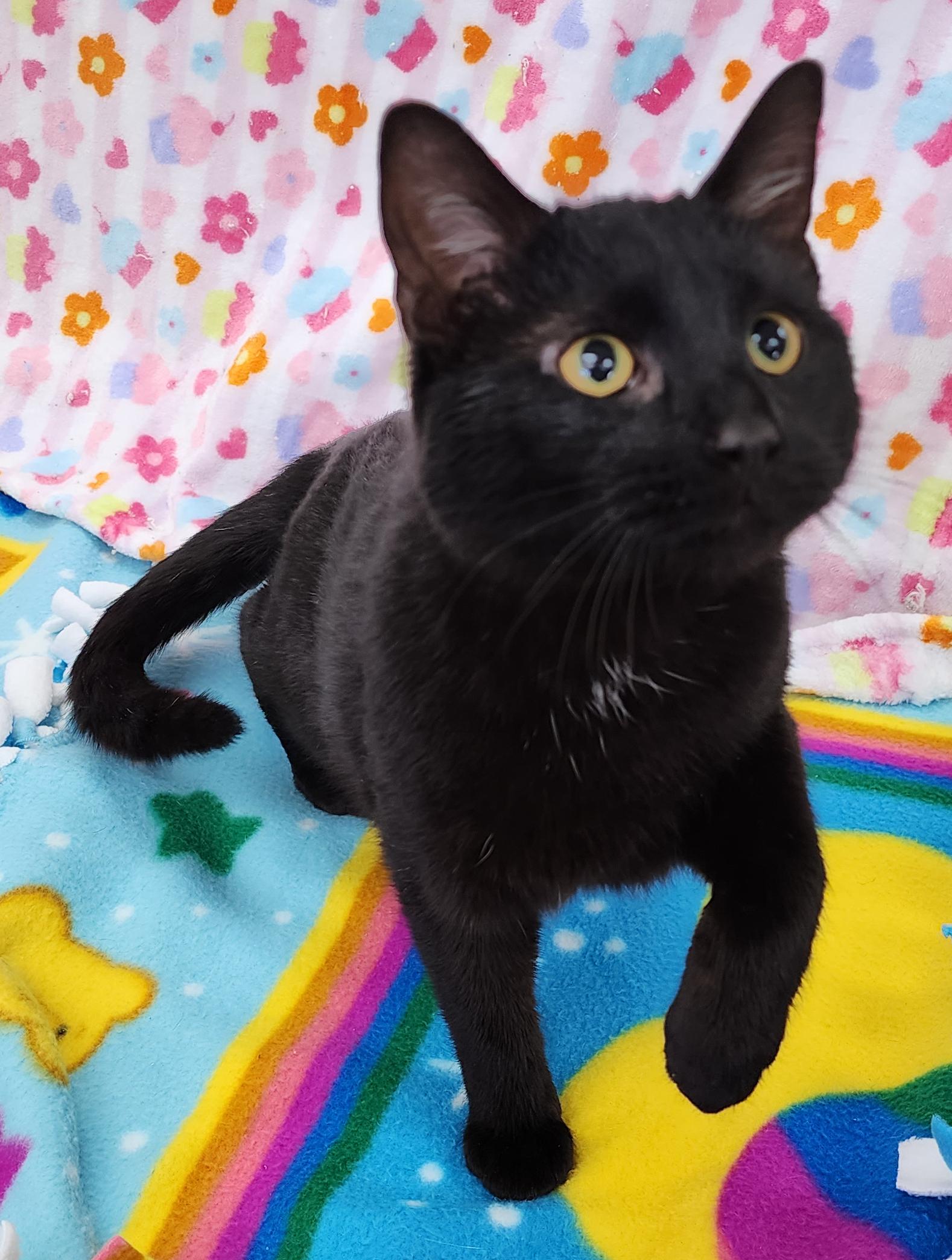 Enlarge Bart, an adopted Domestic Short Hair in Neillsville, WI image 4/6