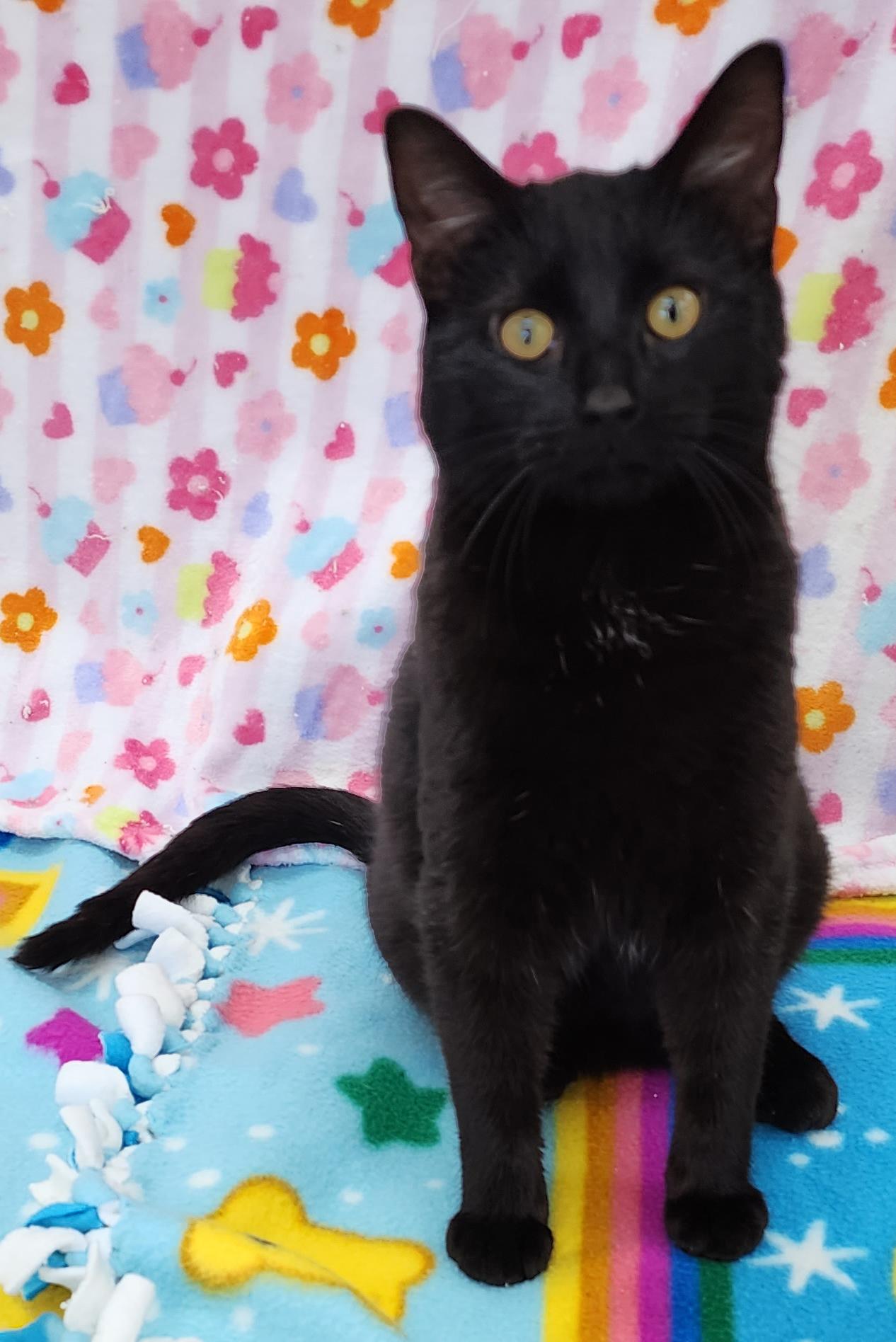 Enlarge Bart, an adopted Domestic Short Hair in Neillsville, WI image 2/6