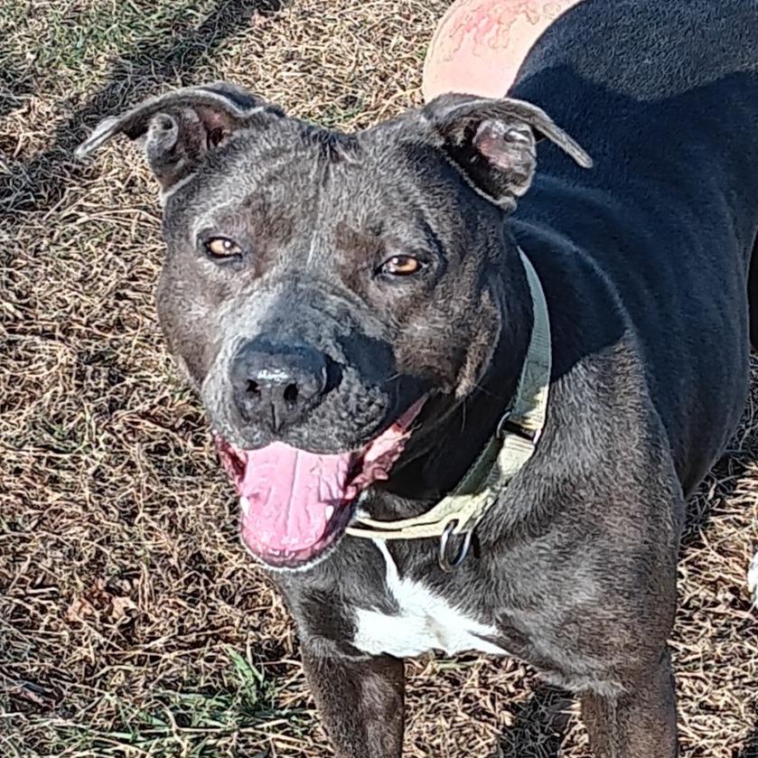 Enlarge Joli, a Adoptable Mixed Breed in Camden, DE image 1/3