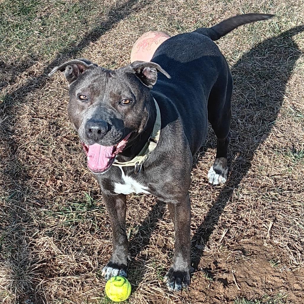 Enlarge Joli, a Adoptable Mixed Breed in Camden, DE image 2/3